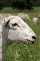 Sheep_head_with_grass