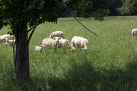 Sheep_in_trees