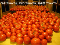 30_one_tomato_8-08