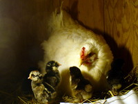 02_baby_chickens_6-23-08