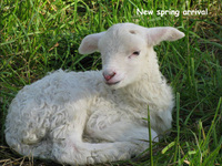 Lamb-